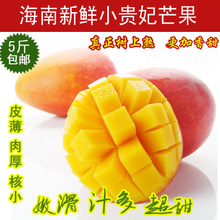 新鮮廣西青皮芒果 從田園到餐桌的卓越品質指南