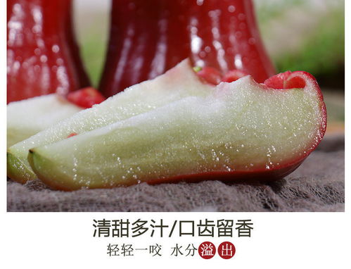 熱帶鮮果“黑珍珠”——新鮮蓮霧與海南霧蓮果的批發嘗鮮指南